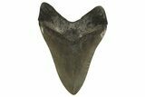 Huge, Fossil Megalodon Tooth - Georgia #338620-2
